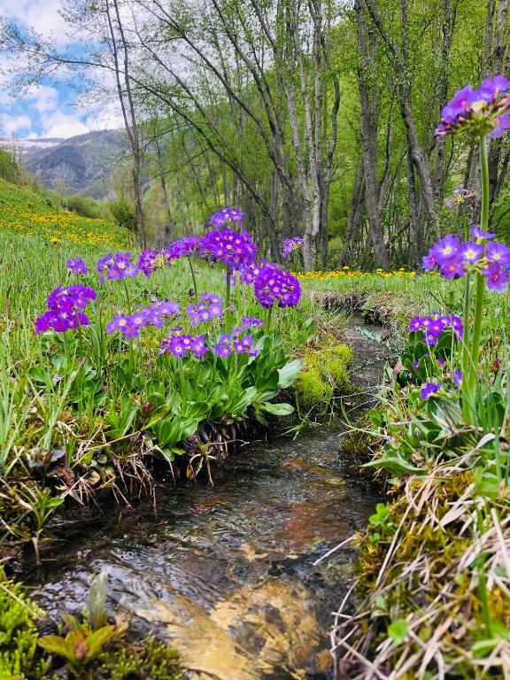 River side SVANETI room 2