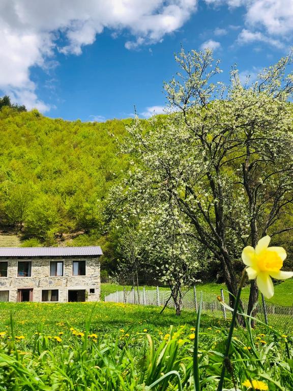 River side SVANETI room 6
